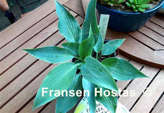 Hosta The Future King